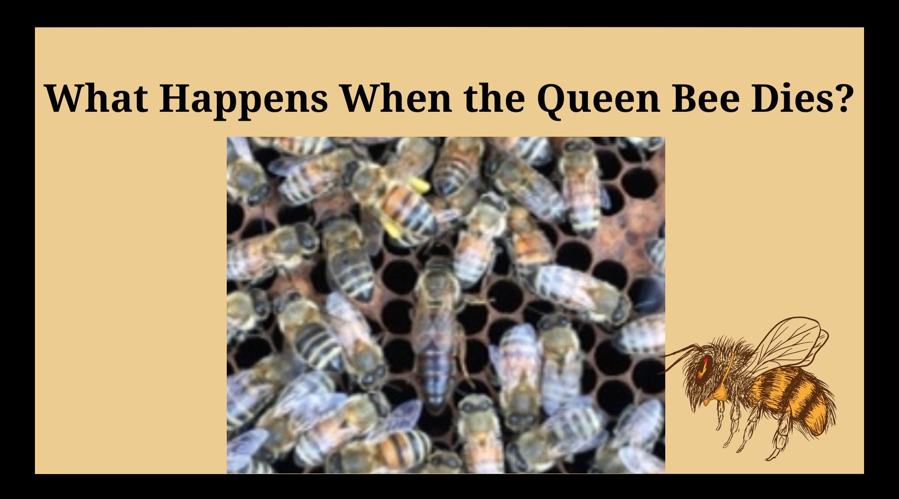 When queen bee dies, it's every bee for herself