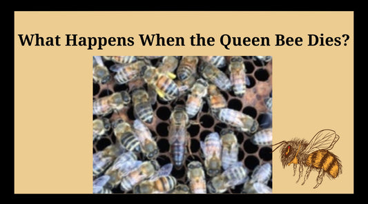 What Happens When a Queen Bee Dies - Bowtied Farmer