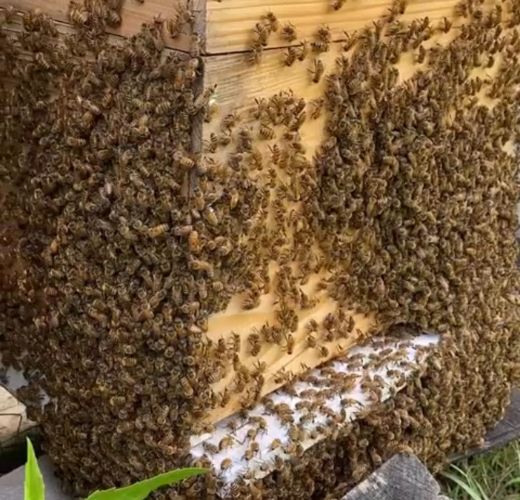 How to Start Beekeeping