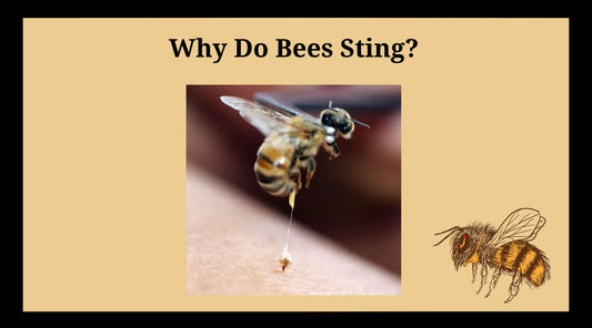 Why do bees sting? - Bowtied Farmer