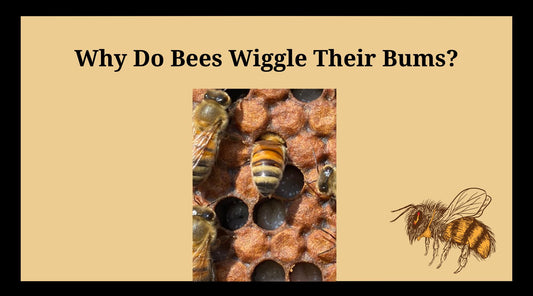 Why Do Bees Wiggle Their Bums? - Bowtied Farmer